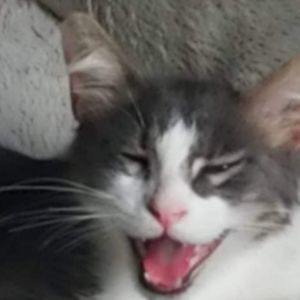 Meet your Posher, Jake